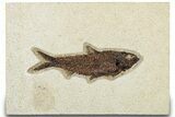 Detailed Fossil Fish (Knightia) - Wyoming #314021-1